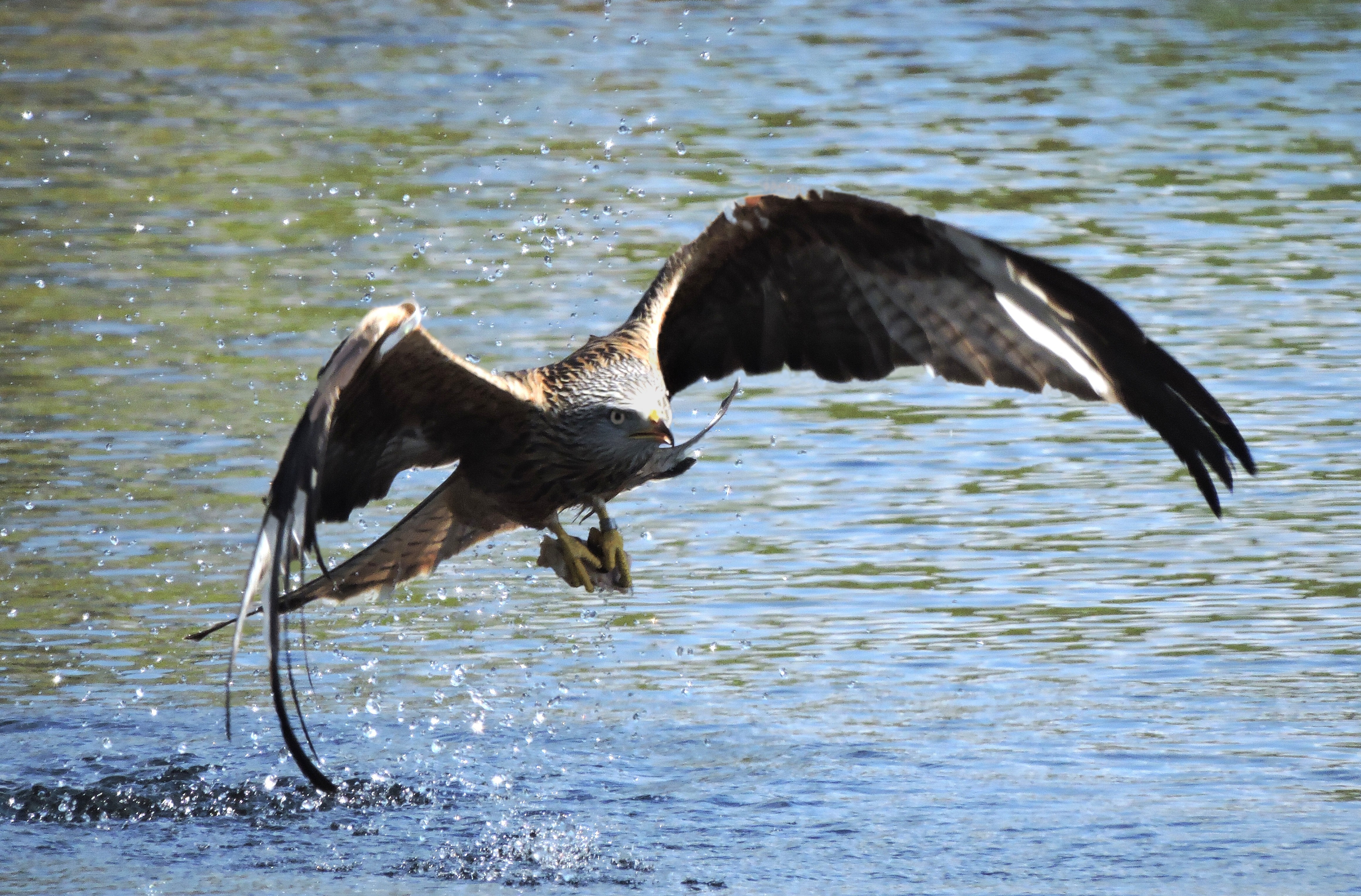 RED KITE Bill Bagley Photography